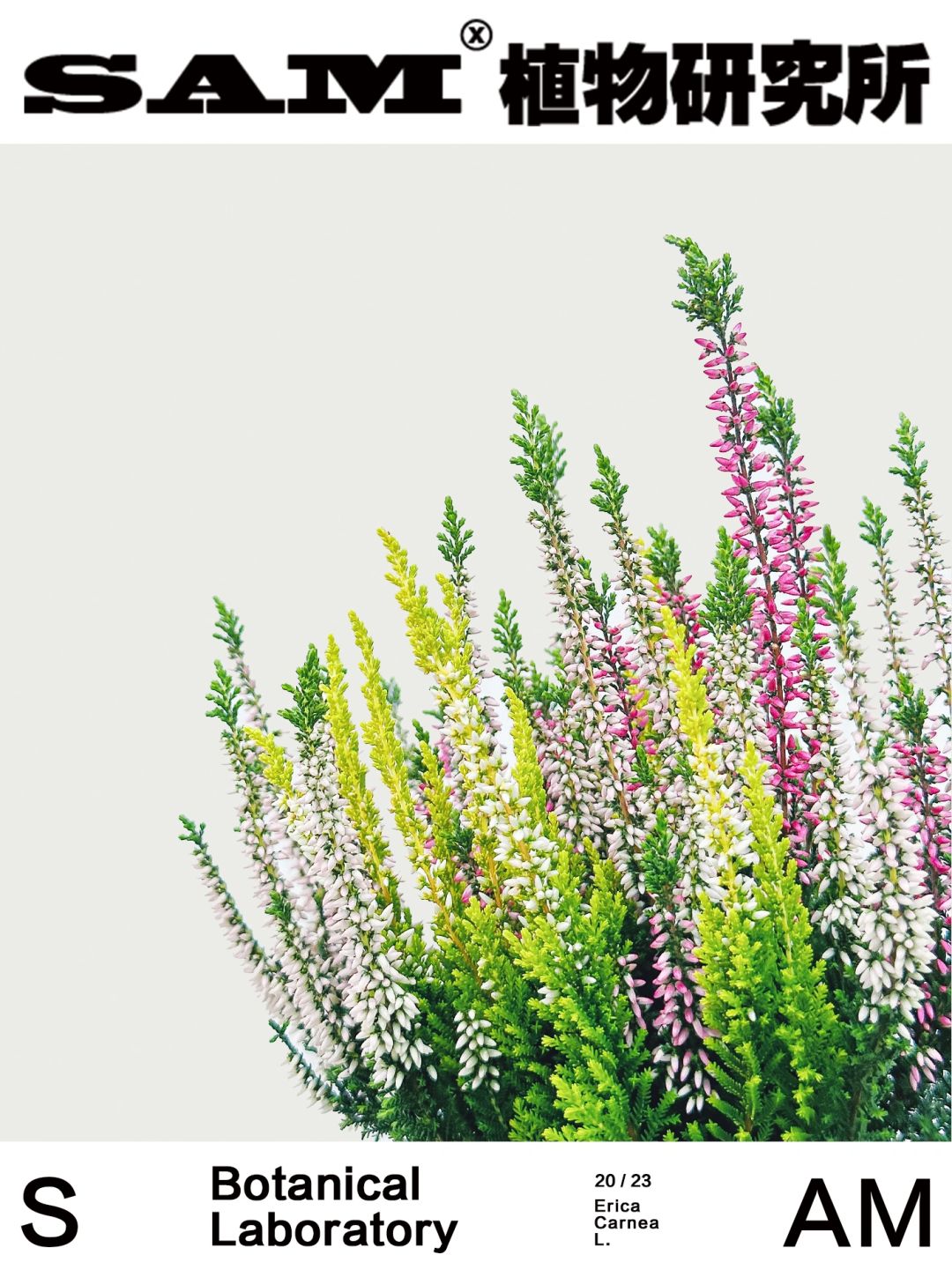 欧石楠｜Erica Carnea L.