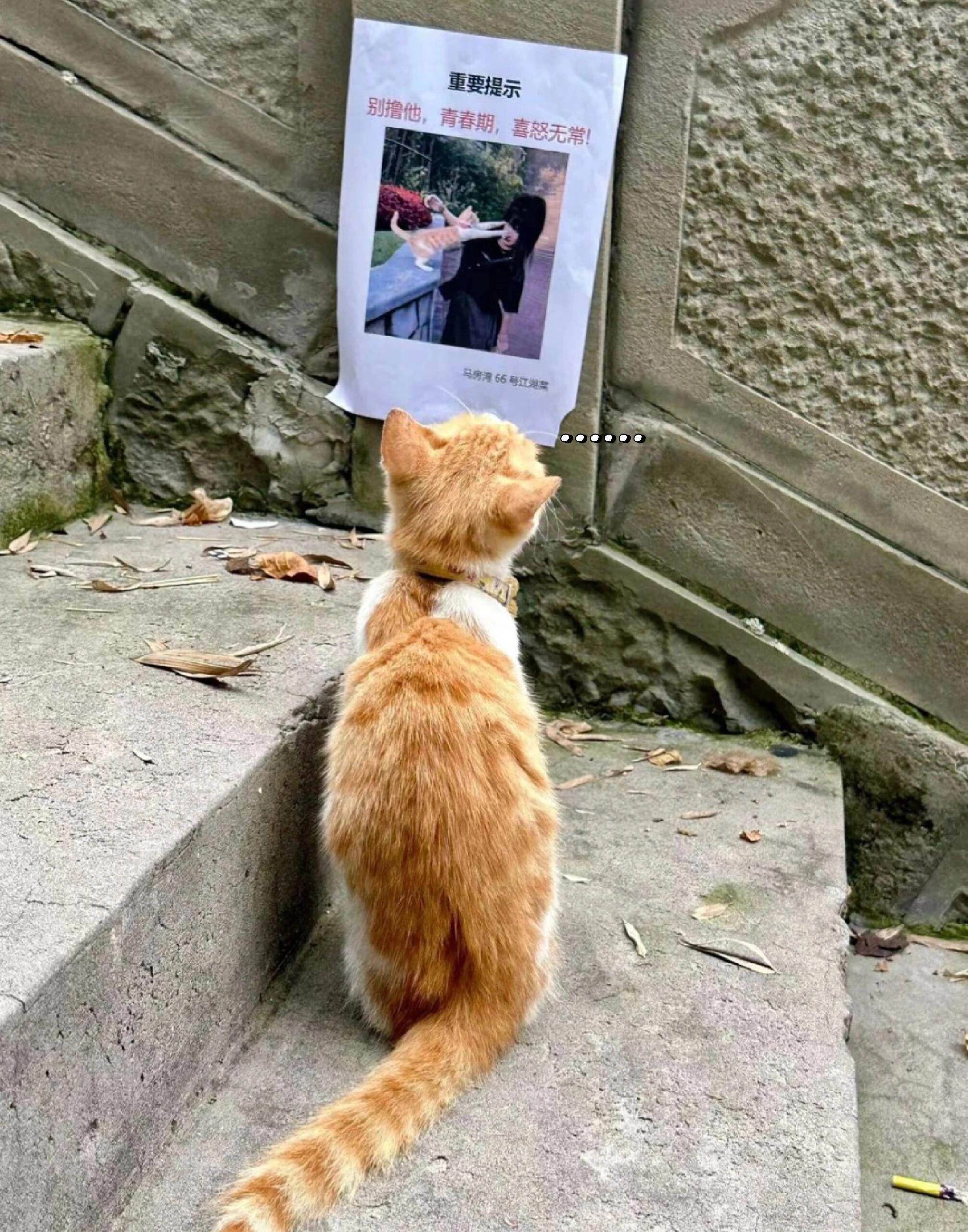 猫：现在谣言连猫都不放过了吗 ​​​