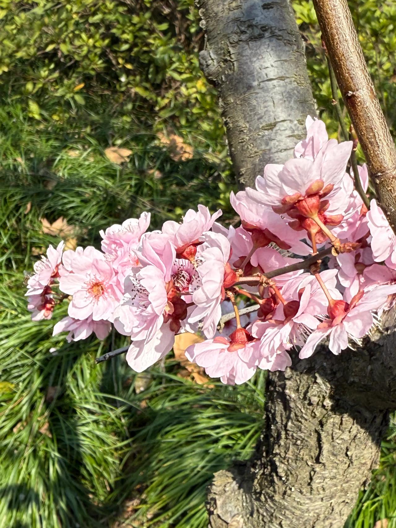 梅花即将谢幕
给你看美人梅