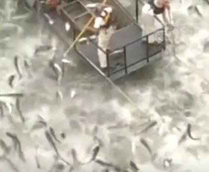 特朗普又搞事，这次是 “宣战” 亚洲鲤鱼：自称 “没人比我更懂鲤鱼”，拟斥巨资治