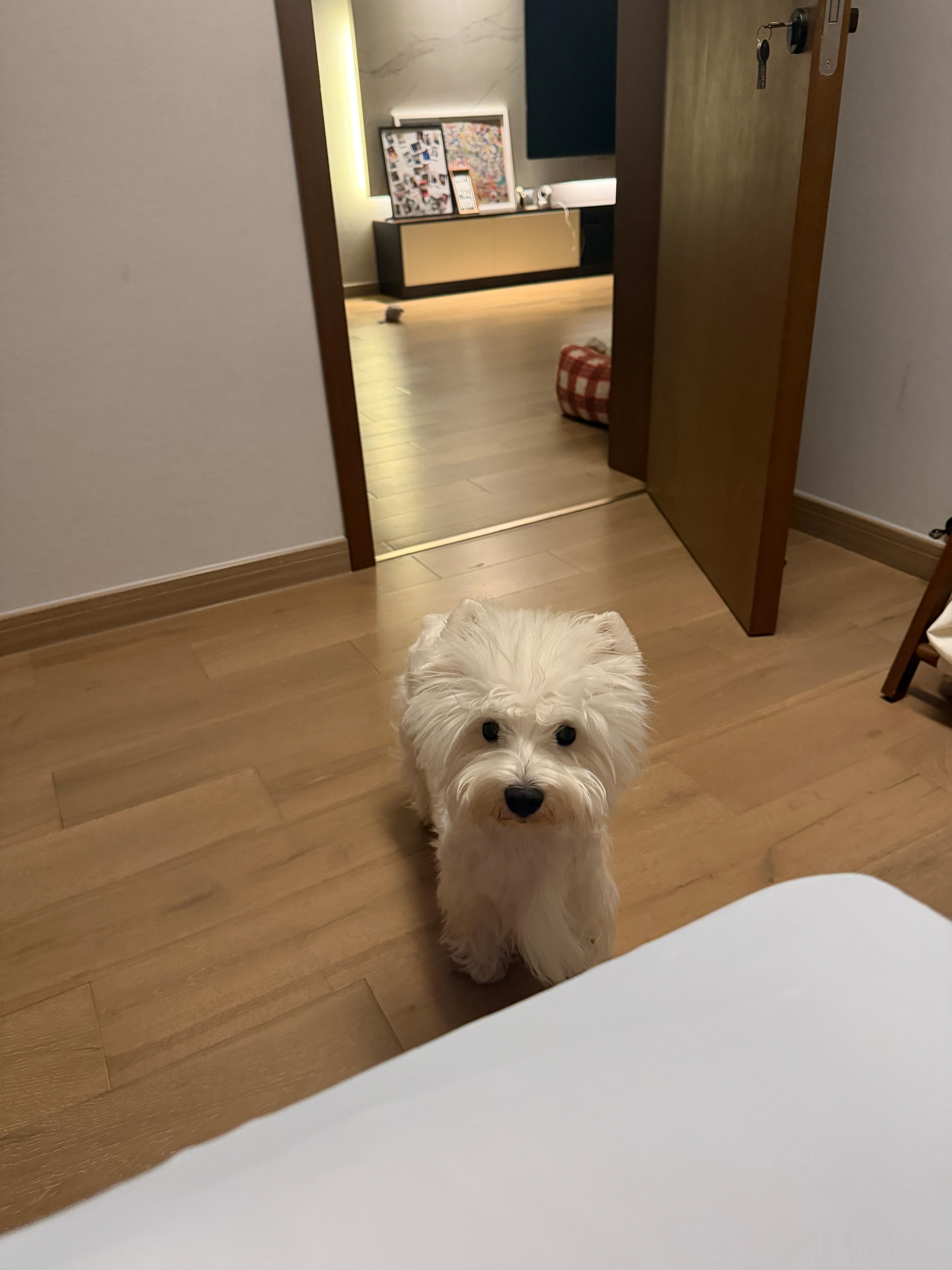 小斗最近有点形影不离了，半夜如厕也要陪着