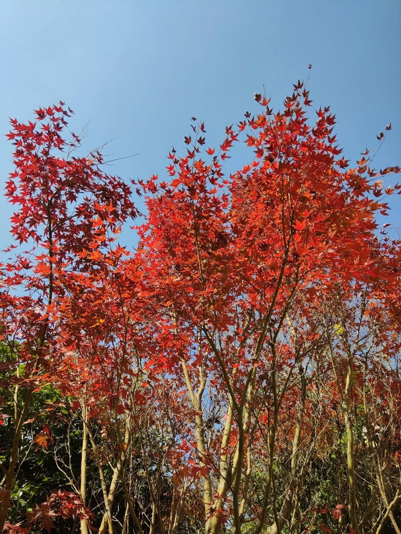 枫叶，从秋红到了冬（散文诗）

枫叶红，从秋天红到了这隆冬。
冬至，节气的洗礼，