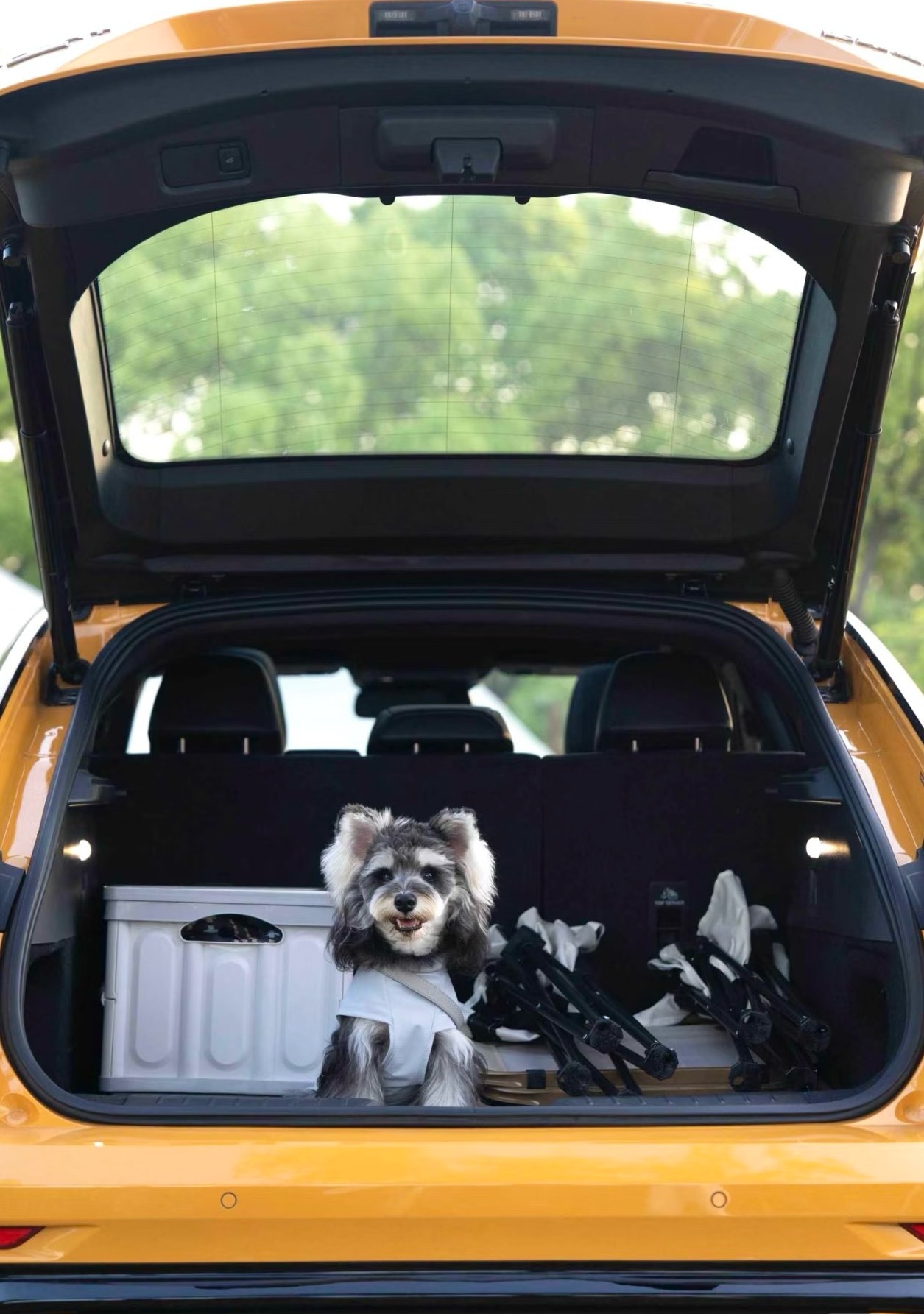 各位最近发现没？宠物友好型汽车的搜索量有点高啊。以前咱们选车，不就看油耗、比价格