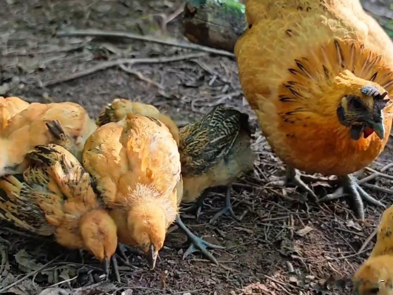 母鸡如何教导小鸡觅食?
只有农家散养的土鸡才有教导小鸡觅食这一过程。
母鸡孵抱小