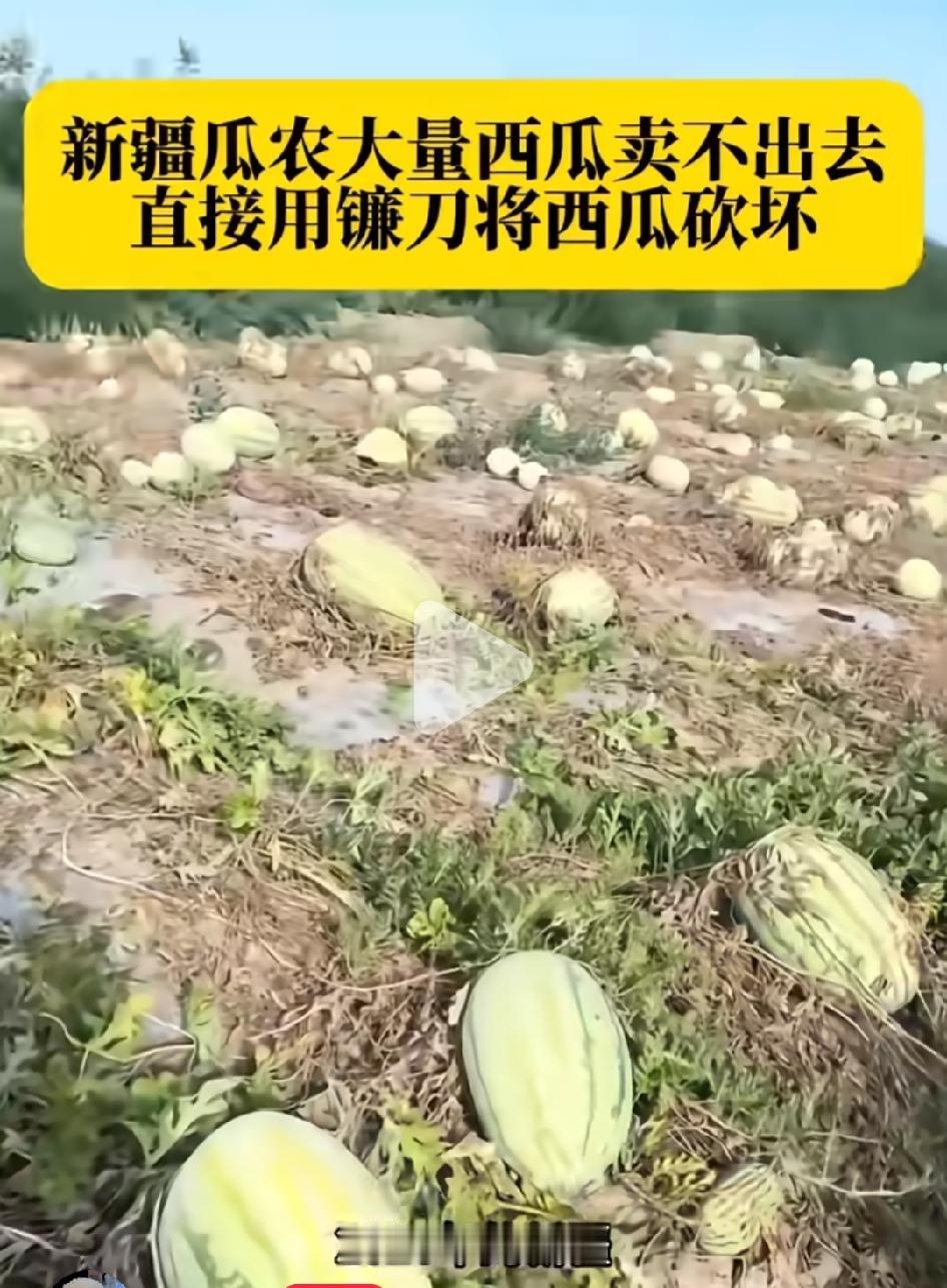 新疆瓜农大量西瓜卖不出，直接用镰刀将西瓜砍坏。
真是暴殄天物啊！不是说日本、韩国