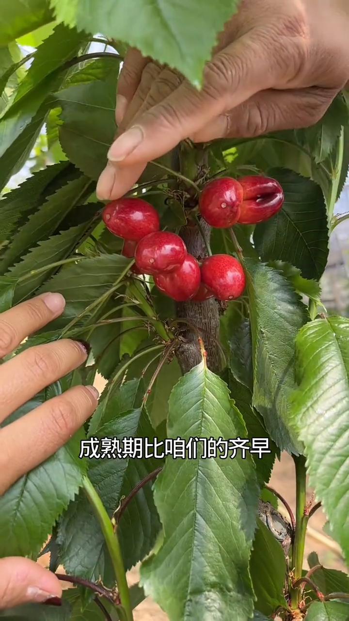 早熟樱桃品种黑马4-8樱桃苗。
2026年即将上市的早熟大樱桃品种的黑马，这个品