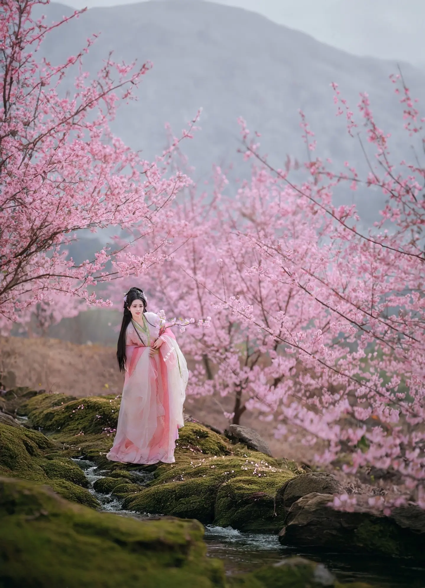 樱花很多，樱花林少见吧～
