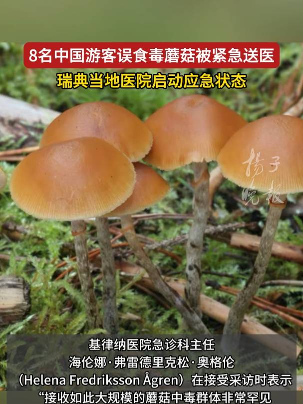 8名中国游客在瑞典小城采摘食用野生蘑菇集体中毒！当地已启动应