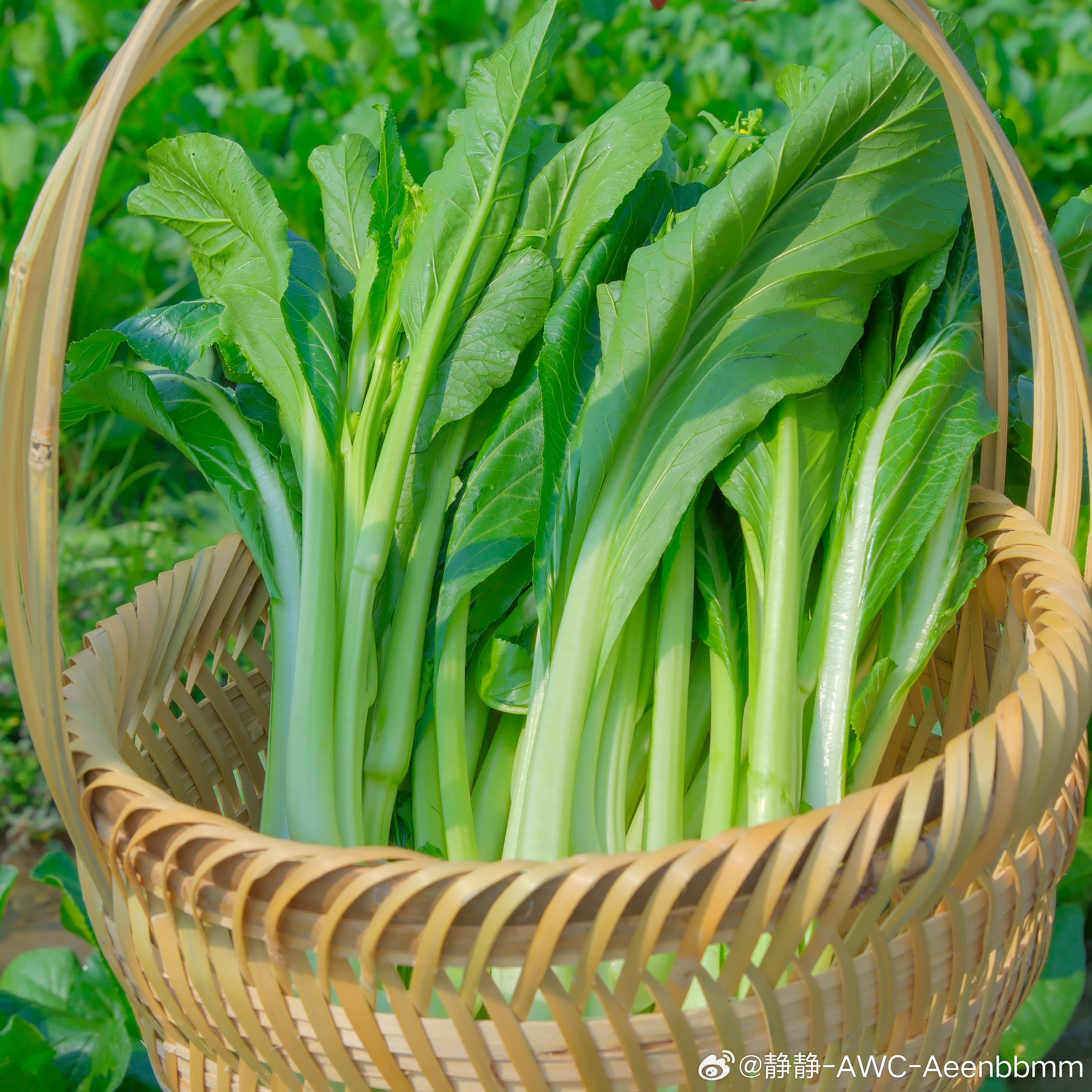 家乡的朋友说天气转冷了要给我寄连州菜心…… 