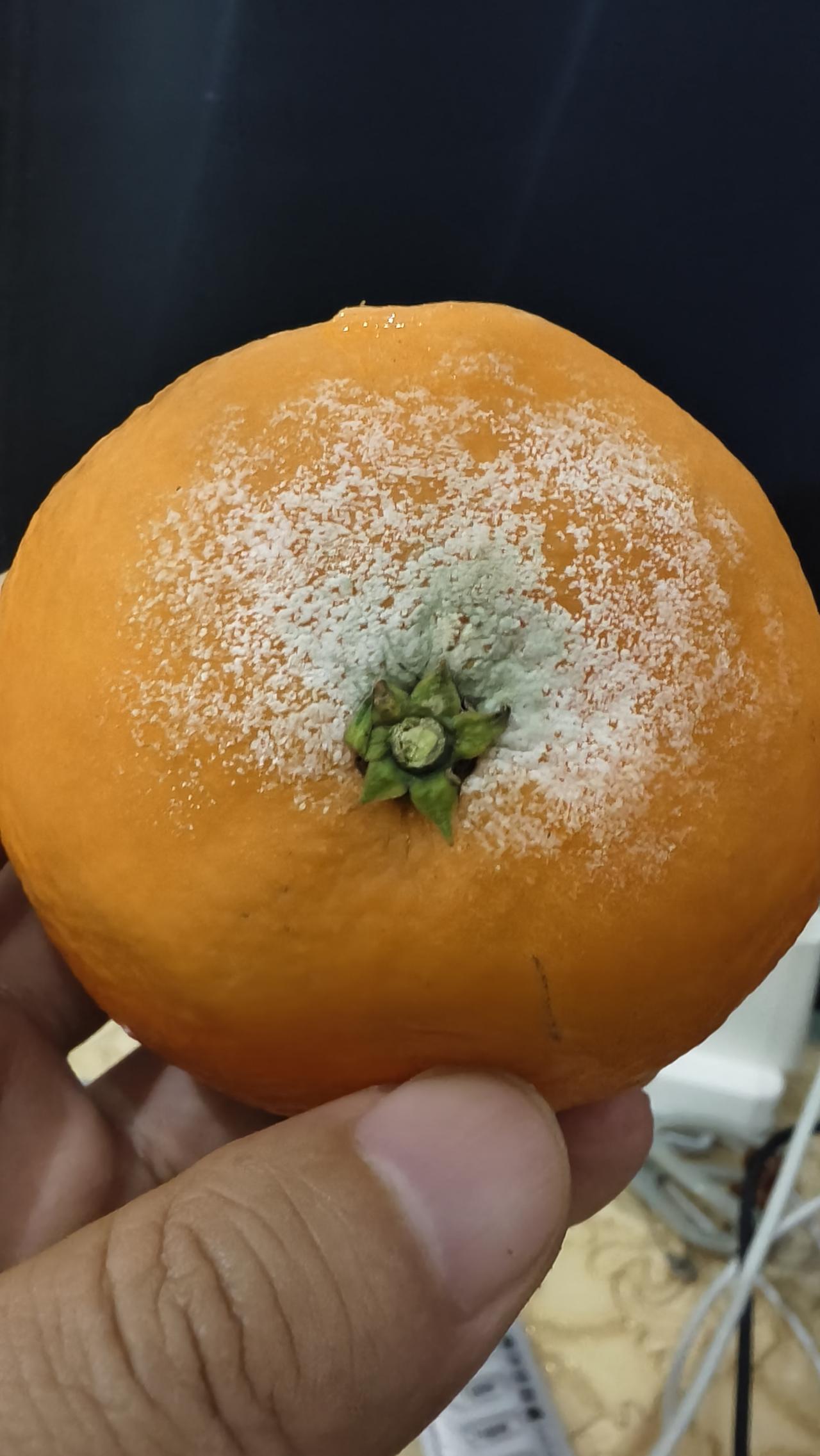 兄弟们，我是不是拿到穿越开局神器了！
家里的果冻橙长霉了，看着这一层白绿毛毛，我