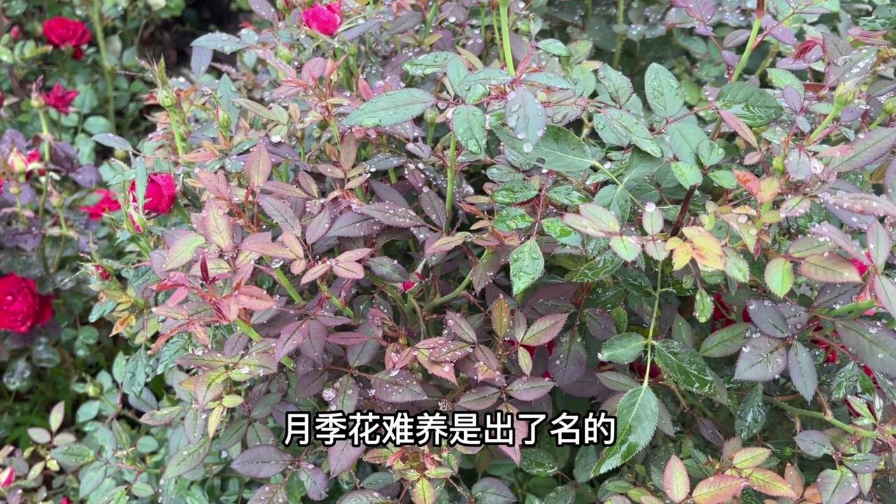 🌺月季花难养是出了名的，没有哪一款花的病虫害能比月季花多。如果你能把月季花养好