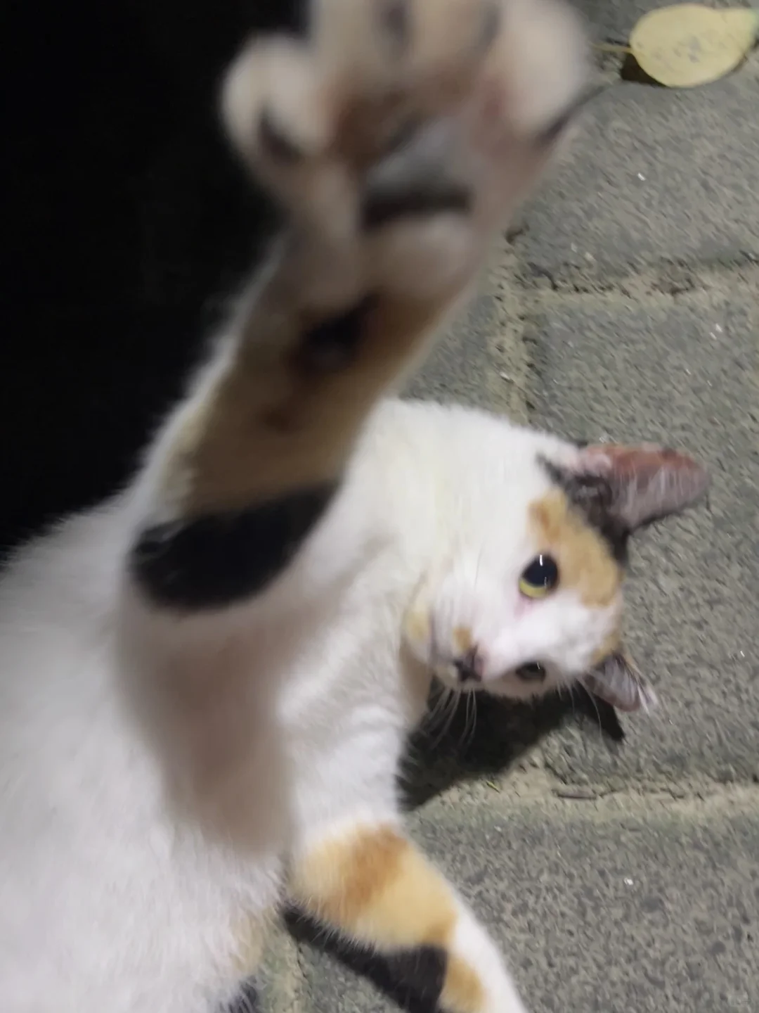 自拍🤳