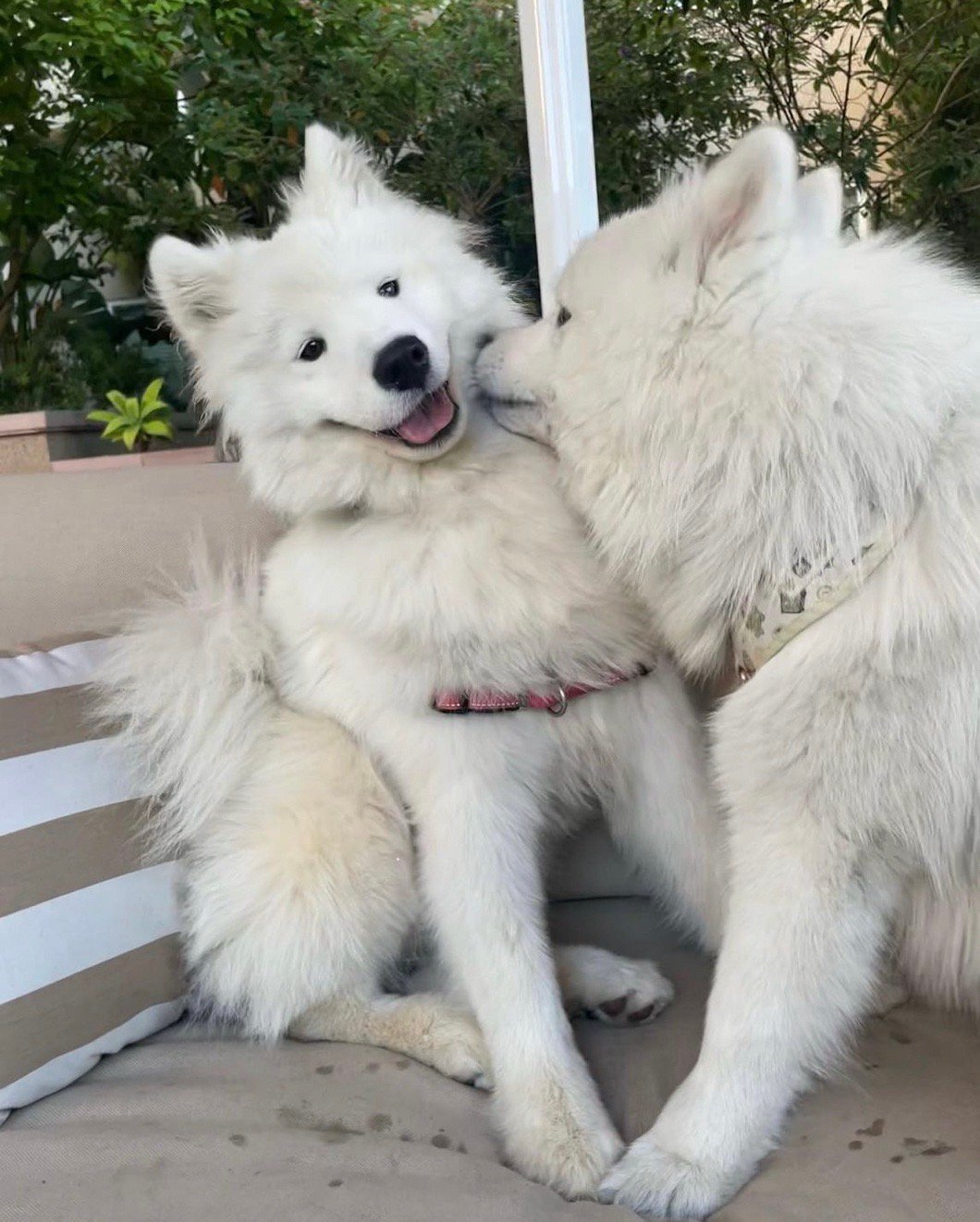 萨摩耶：别说话，吻你 mua~ 