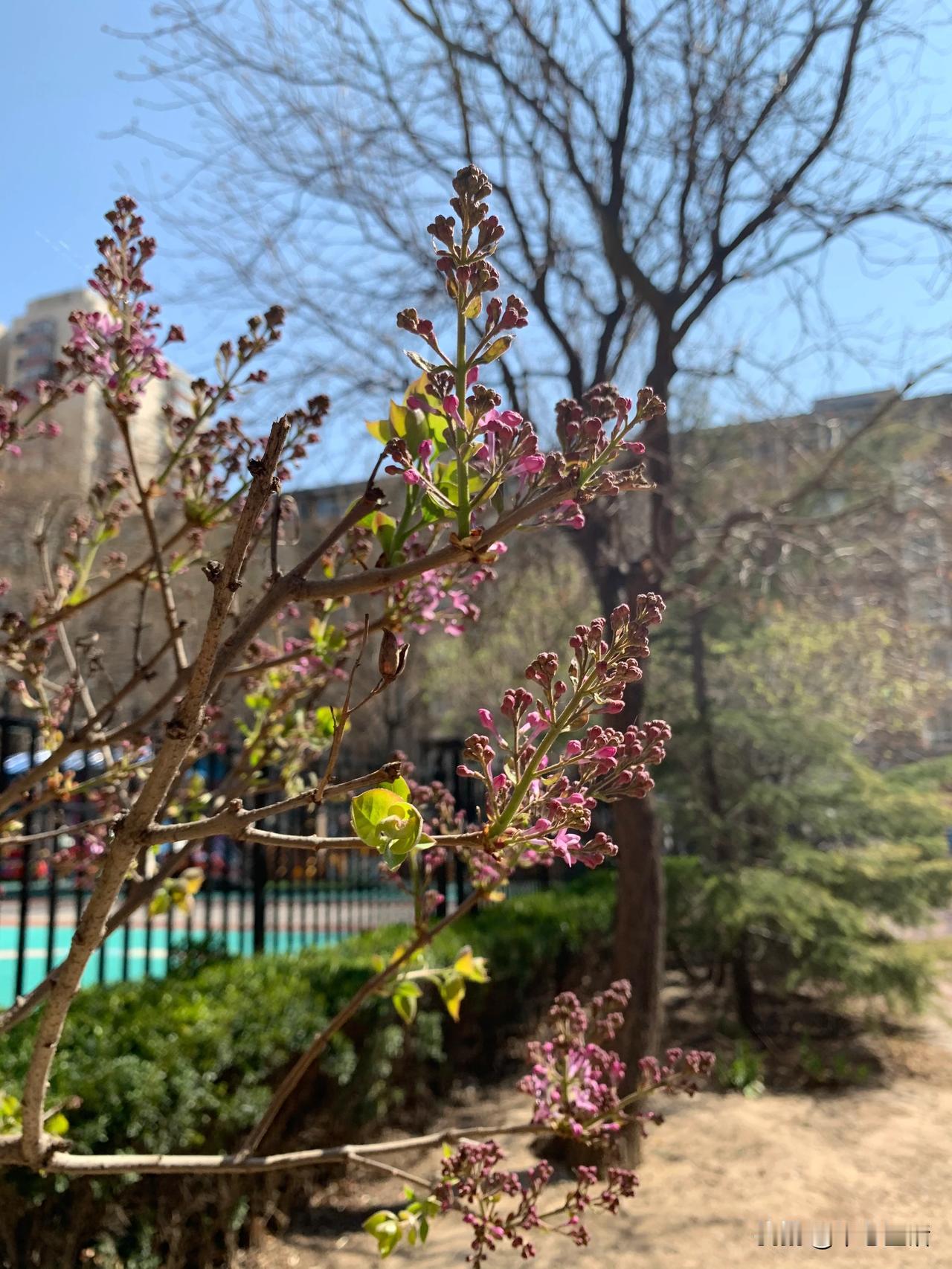 我们摘掉口罩，呼吸春日的新鲜空气吧！
真没必要了，不如节约。
出来遛娃，看到大人