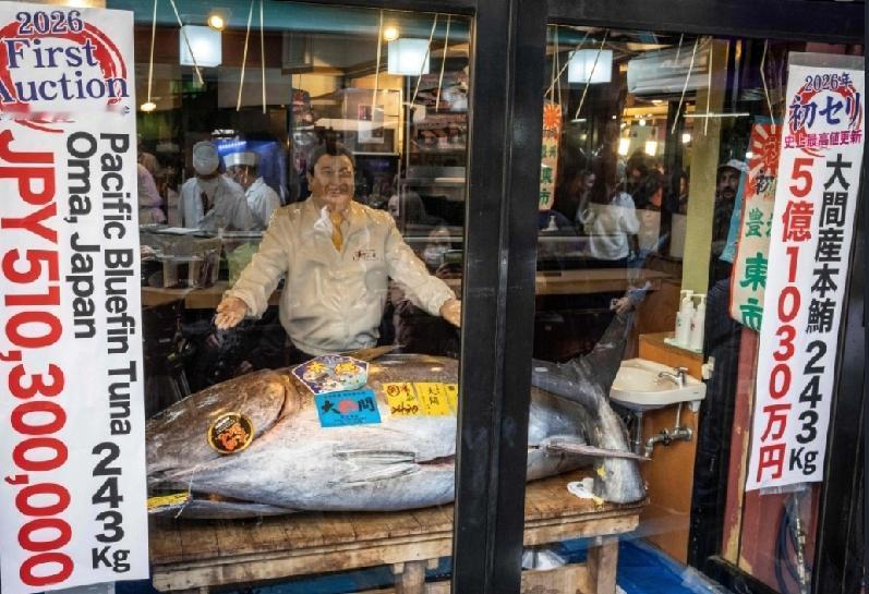 日本东京丰洲市场周一（5日）清晨举行新年例行的金枪鱼拍卖，一条蓝鳍金枪鱼以超5.