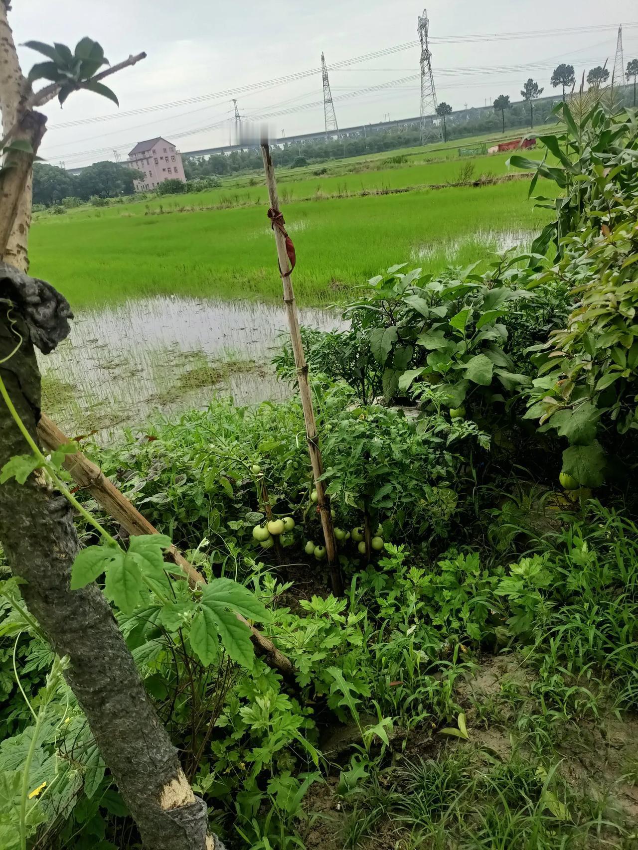 #记录夏日生活点滴#禾苗