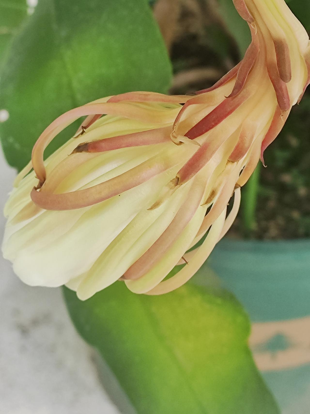 盛开后的昙花

再有半个月，昙花展就结束了。早上来看，原来昨晚又开了一批。开过后
