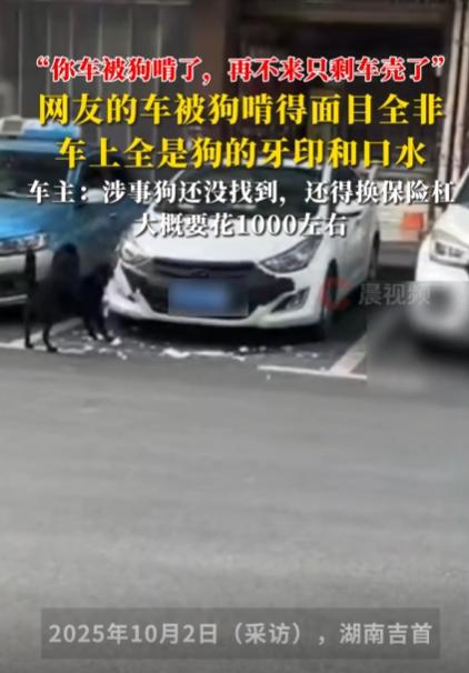 狗啃车！车主笑疯了！

你敢信吗？车子停得好好的，居然被狗给啃了！这事儿真不是编