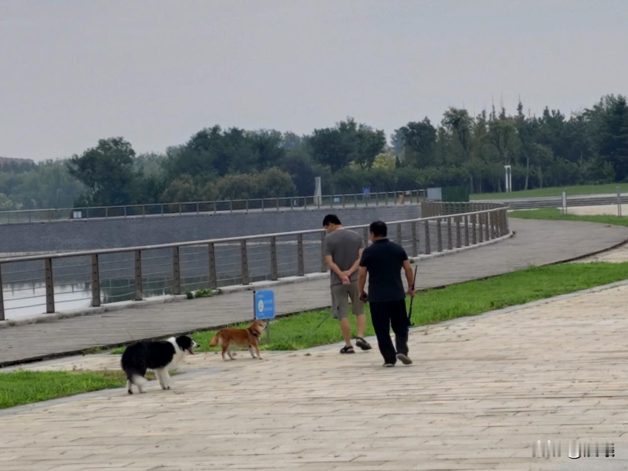 小区附近的河畔，一个年轻人遛狗，一中年大叔手持甩棍紧跟身后，并且不断地指责年轻人