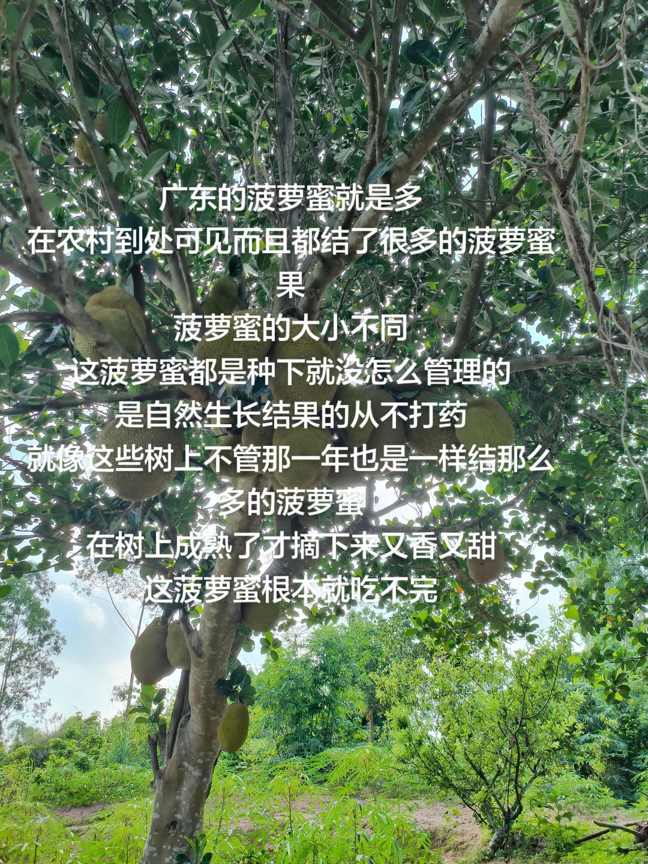 广东的菠萝蜜就是多
在农村到处可见而且都结了很多的菠萝蜜果
菠萝蜜的大小不同
这