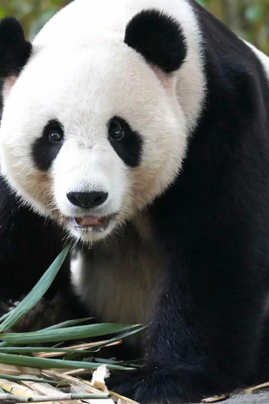10岁的熊猫宝宝家和回到了潘达星
没想到长隆动物园也能这么失误
据说熊猫宝宝家和