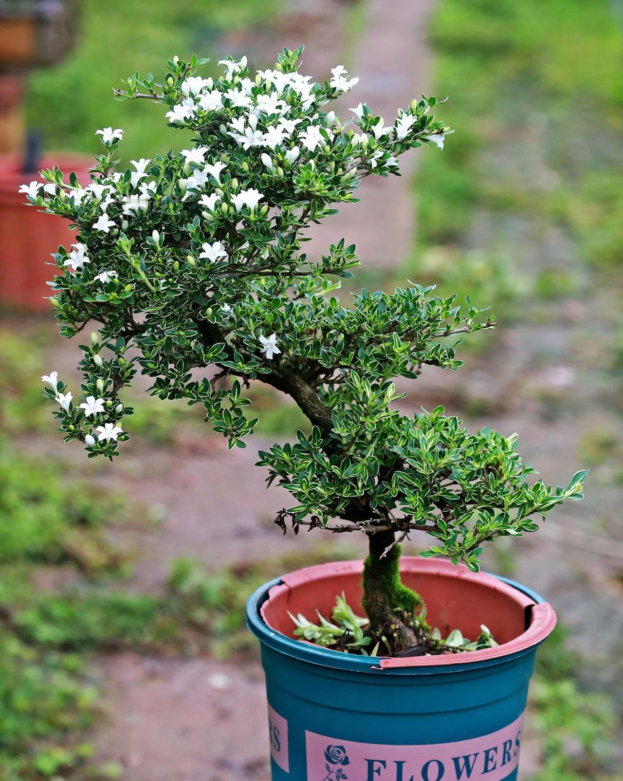 雪花飘飘六月雪……