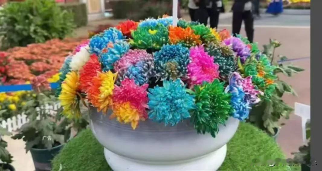 分享一张花的照片
