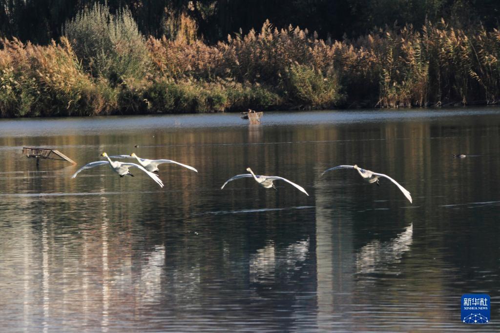庄子《在宥》之六

 昔者黄帝始以仁义撄人之心，尧、舜于是乎股无胈（ba），胫无