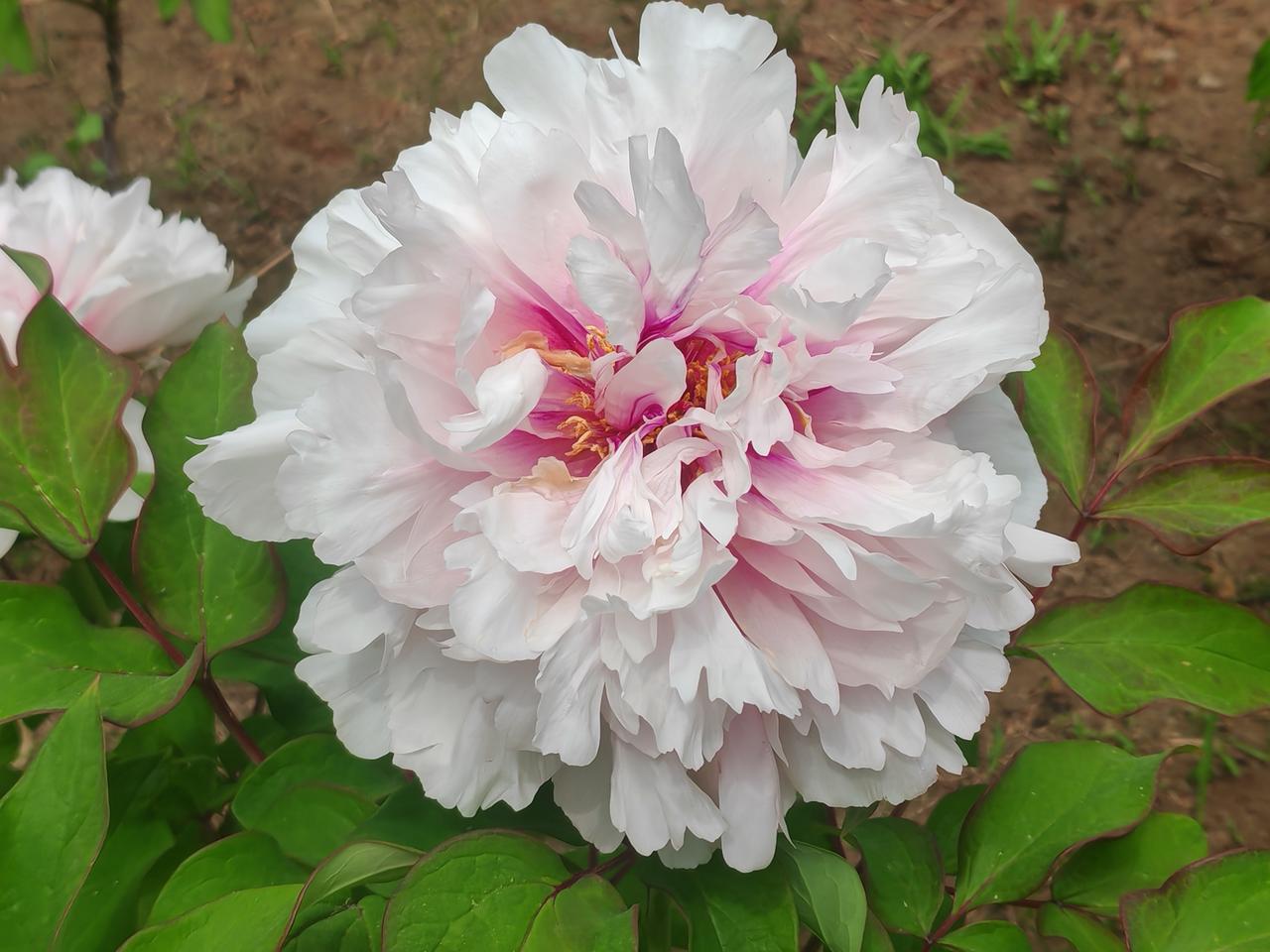 一朵朵花开，一天天过去。