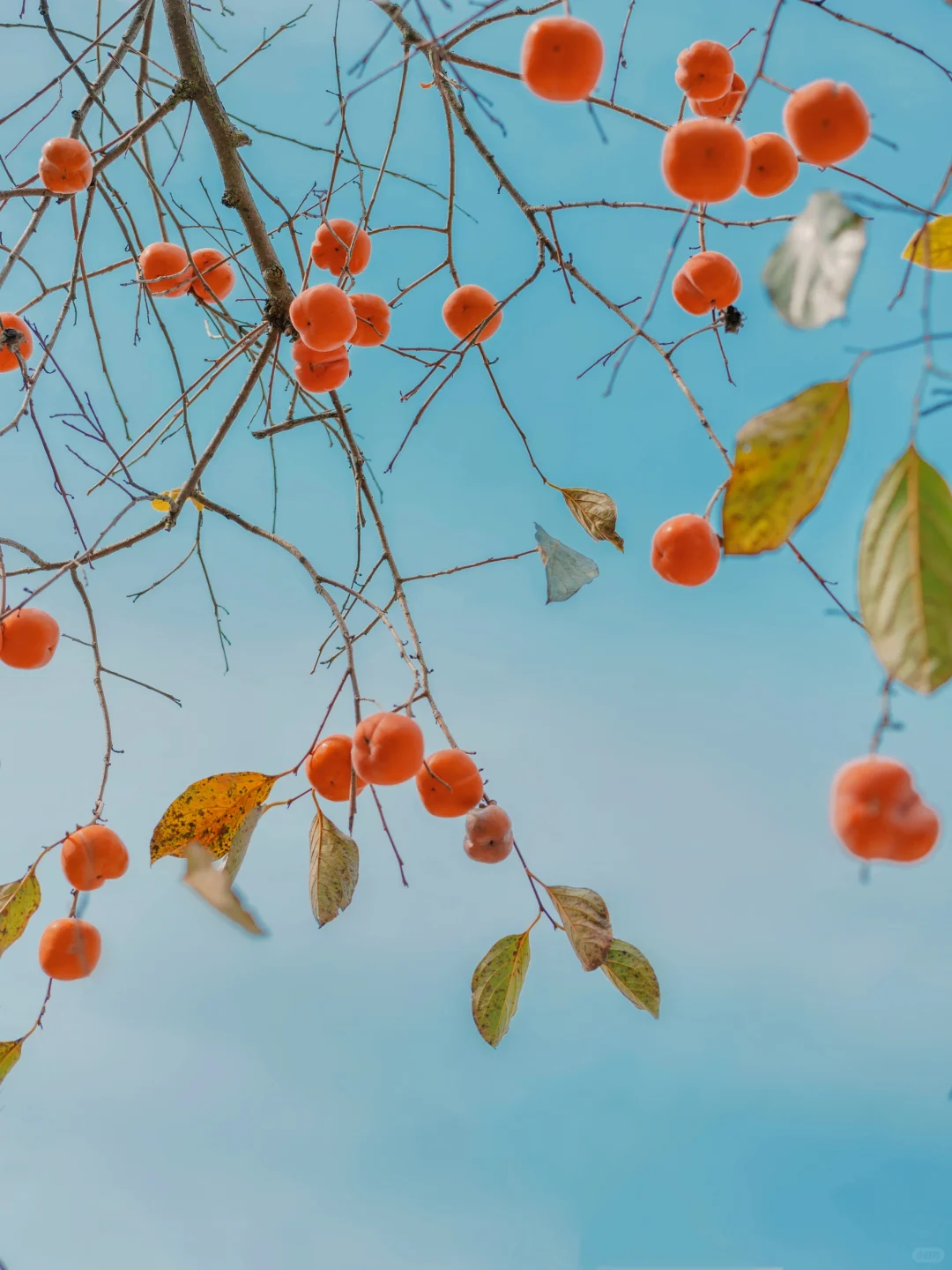 🍅｜愿你 柿柿如意