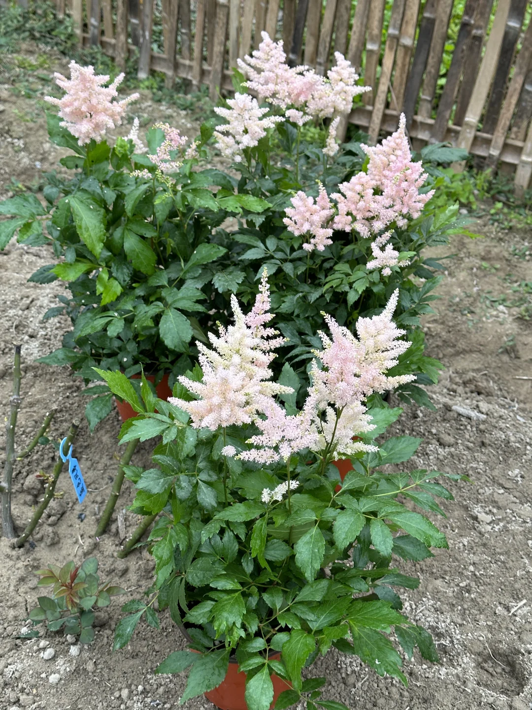 亚热带地区想试一下落新妇，先种反季节盆栽