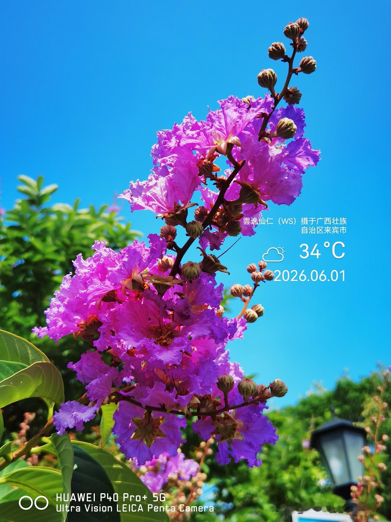 月居生活记录（9804）广西壮族自治区来宾市（30）花儿随拍3：大花紫薇、单瓣朱