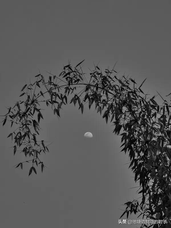 看到“残月清辉梦犹在”这个上联，瞬间就被带入了一种静谧又略带惆怅的氛围。残月洒下