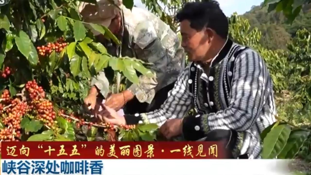 峡谷深处，漫山的咖啡树绿意盎然，枝头挂满红橙相间的咖啡鲜果，村民们正忙着采摘丰收