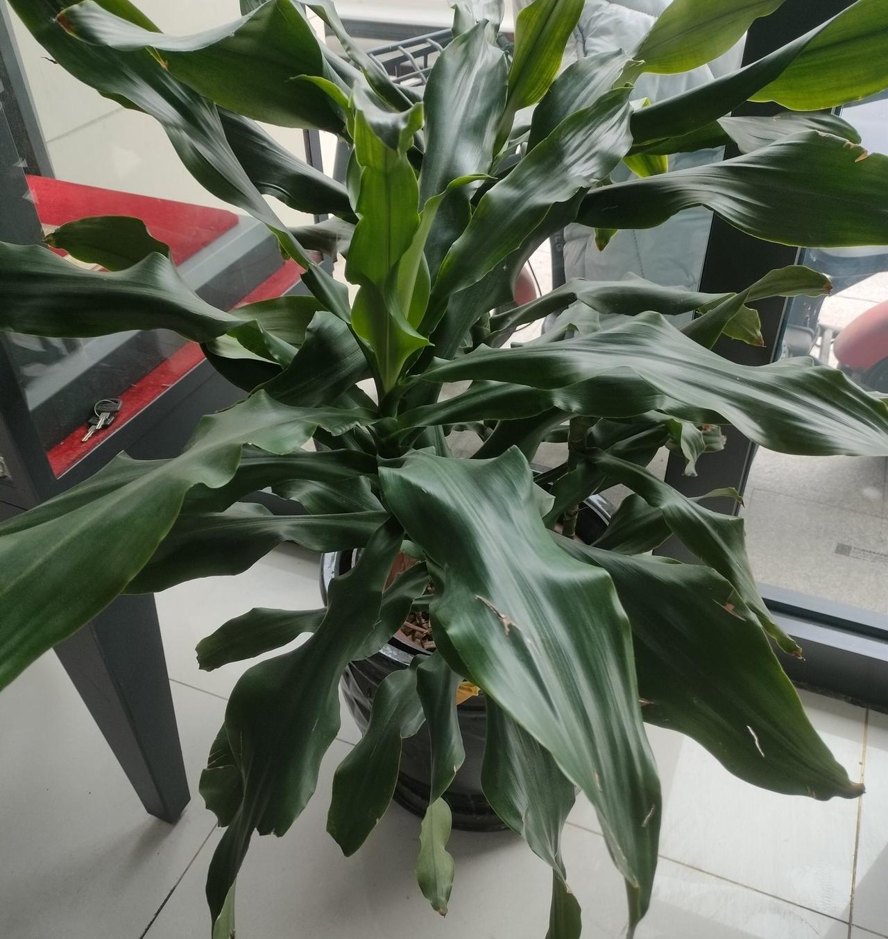 这盆绿植很养眼，但是我是第一次见，不知道名字。
但是，我觉得这样的绿植摆在银行里