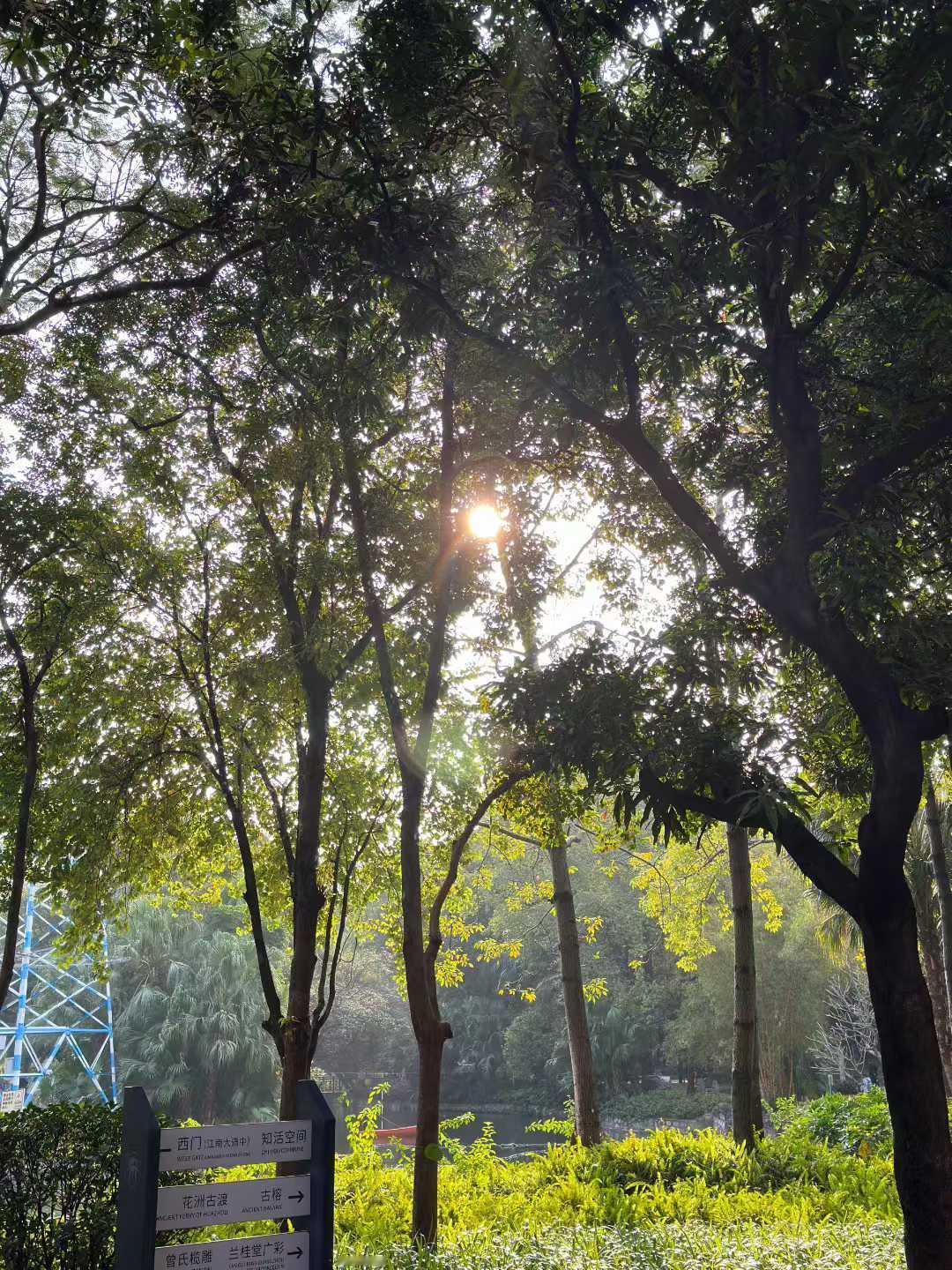 今日广州的冬，大抵是秋天温柔的续写吧。
没有北方的凛冽萧瑟，只剩温润的风裹着浅浅