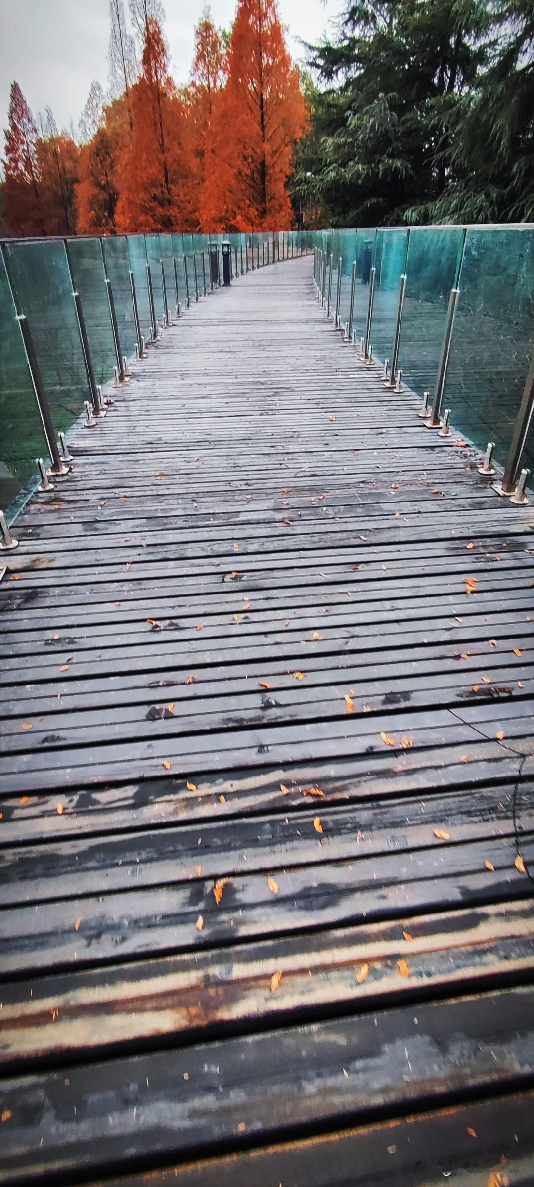 晒图笔记大赛阴天，微风，体感顿时冷了起来。枯叶铺陈着冷清清的公园步道，脚下咯吱咯