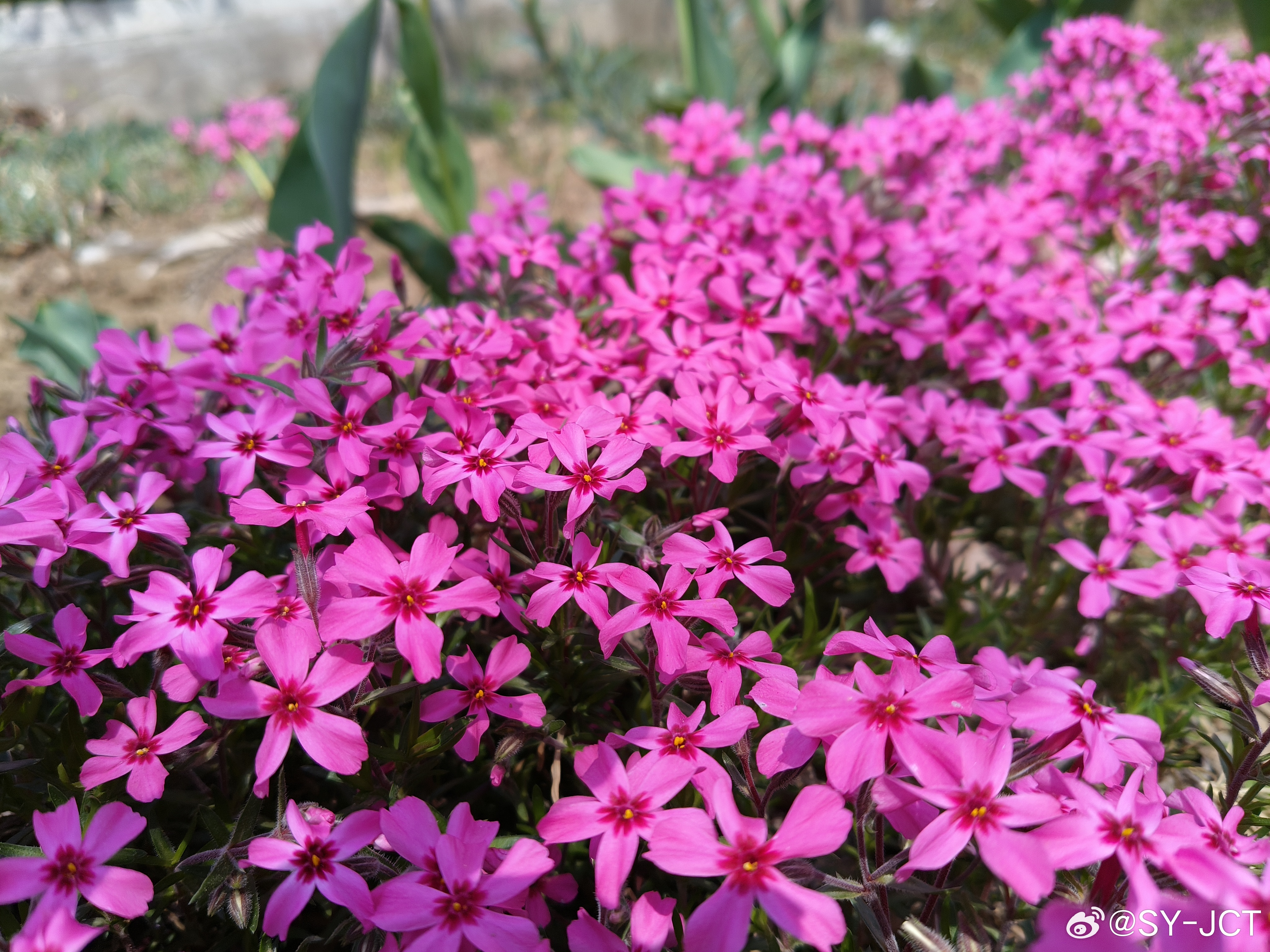 只要你心中有爱，生活的每一处都是乐园。涉江而过，芙蓉千朵。诗也简单，心也简单。 