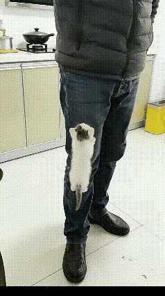 离谱！
          现在的小猫咪都这么会“占人为主”了吗？
      