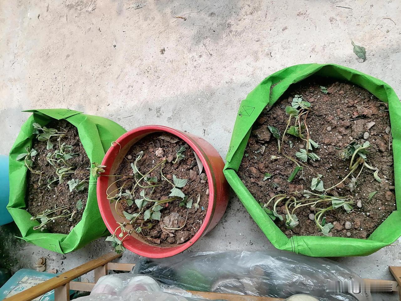 退休第533天，午安！

草莓苗栽上以后才知道应该泡一晚根系，让它吸饱水。

不