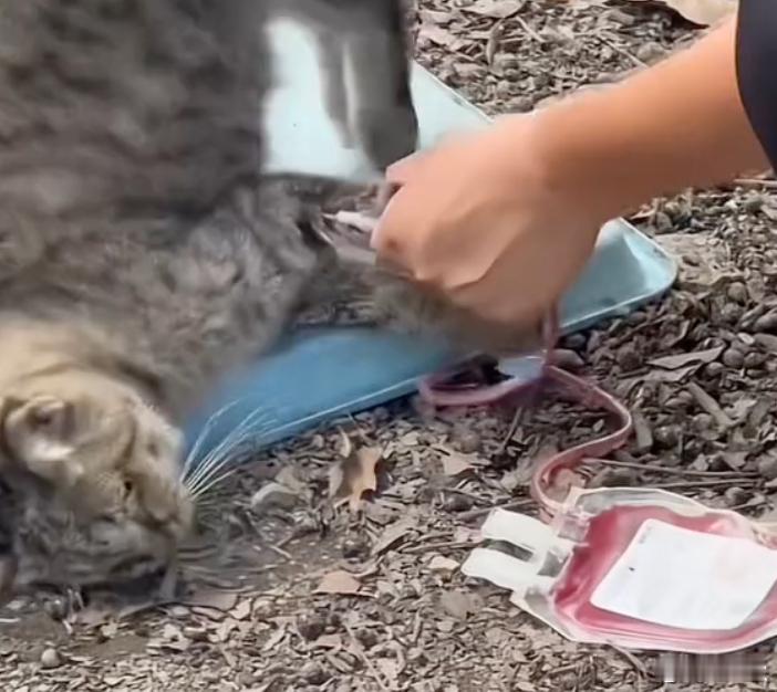 流浪猫血被抽干毫无人性！触目惊心！！流浪猫血被抽干，每袋卖800元……这个话题昨