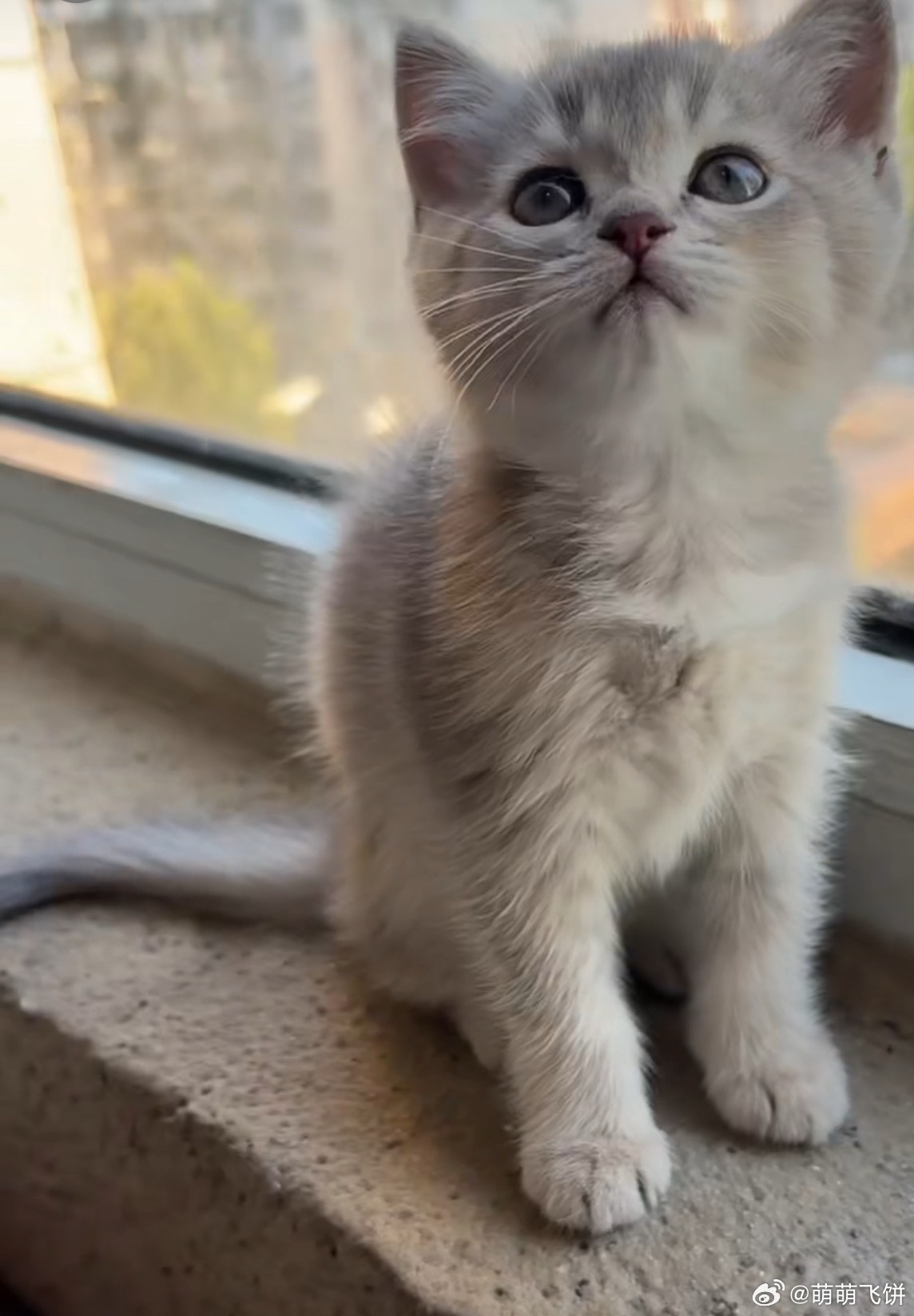 同事家的小猫好貌美呀，但是第一次养小猫没经验，有人支持我养他吗。 ​​​