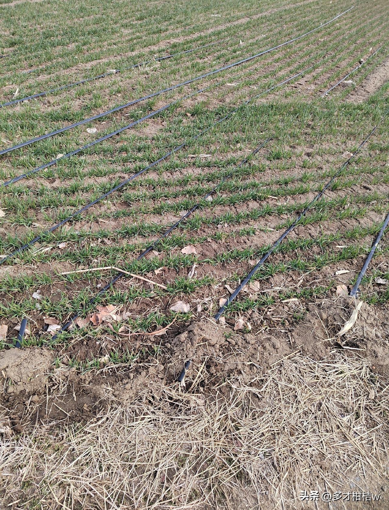 虽然现在看起来还算是风调雨顺，前几天的一场小雨让今年的返青水省事不用浇了但开春顺