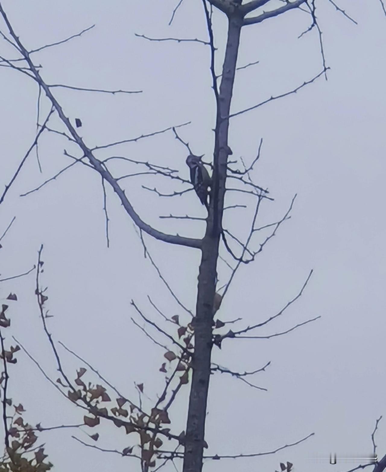 看到了一只啄木鸟，在我们这里俗称叨叨木子，颜色特别的艳丽，可是不知为什么，我拍出