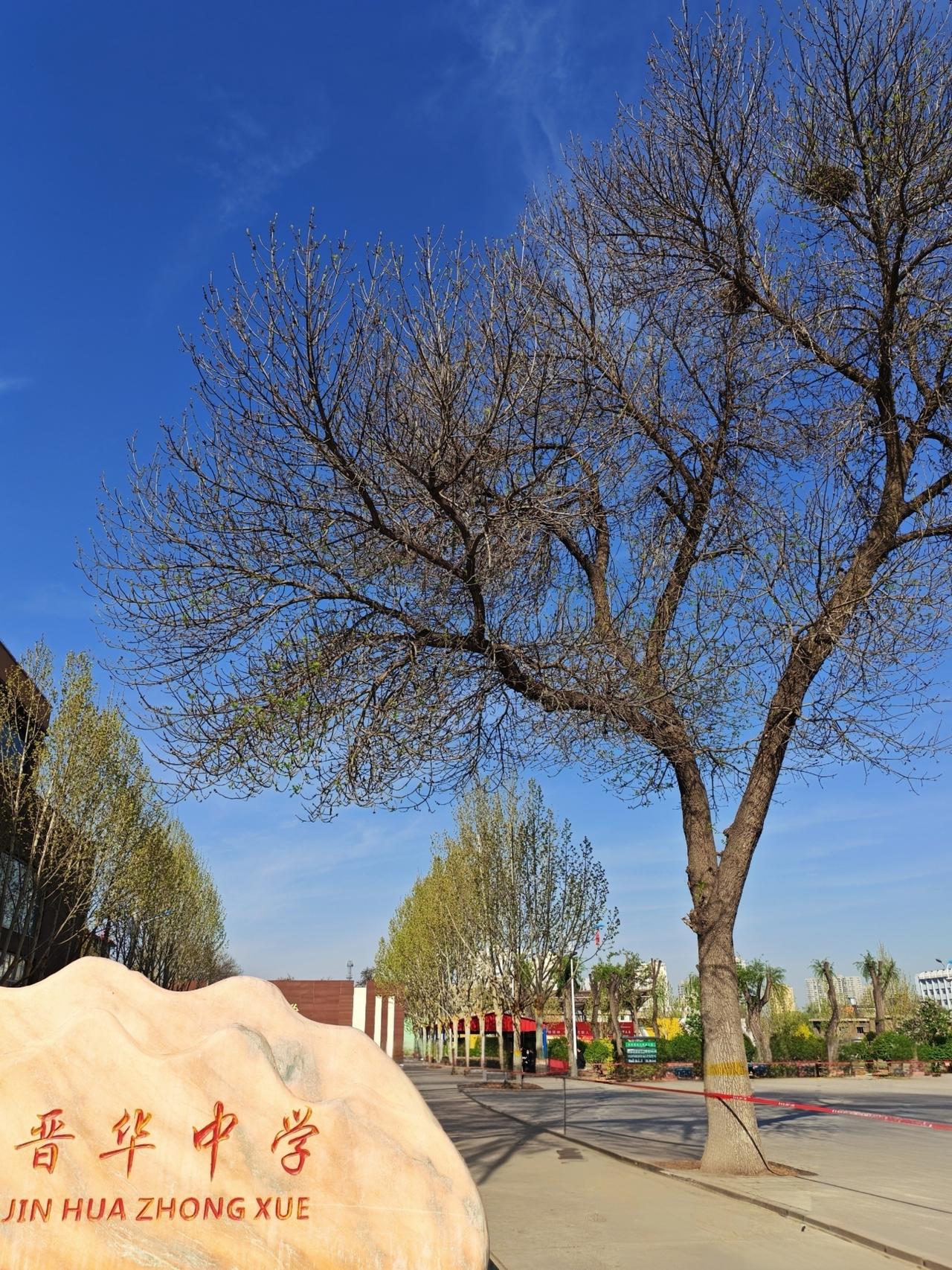 据说是榆次市区唯一的一棵白蜡树，到秋天的时候，一片金黄，煞是好看。