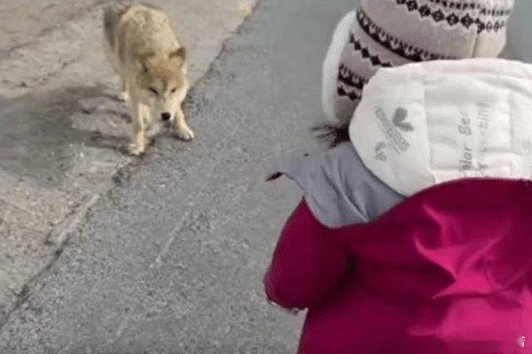 真要是把群狼引来了 那就惨喽......搜狐新闻:【游客带着孩子在青海可可西里路