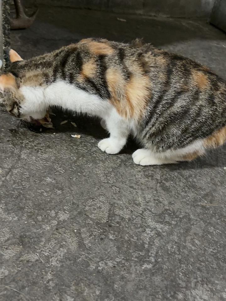 分享一张小猫咪的照片作者加速成长计划猫猫只要有鱼吃，可开心了，生的，熟的都喜欢