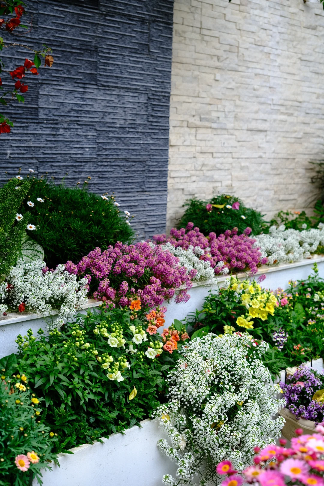 一定要种的香雪球