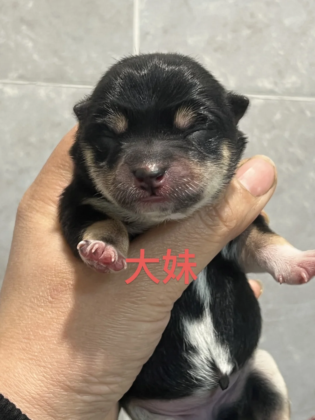 黑豆柴 | 生产📝