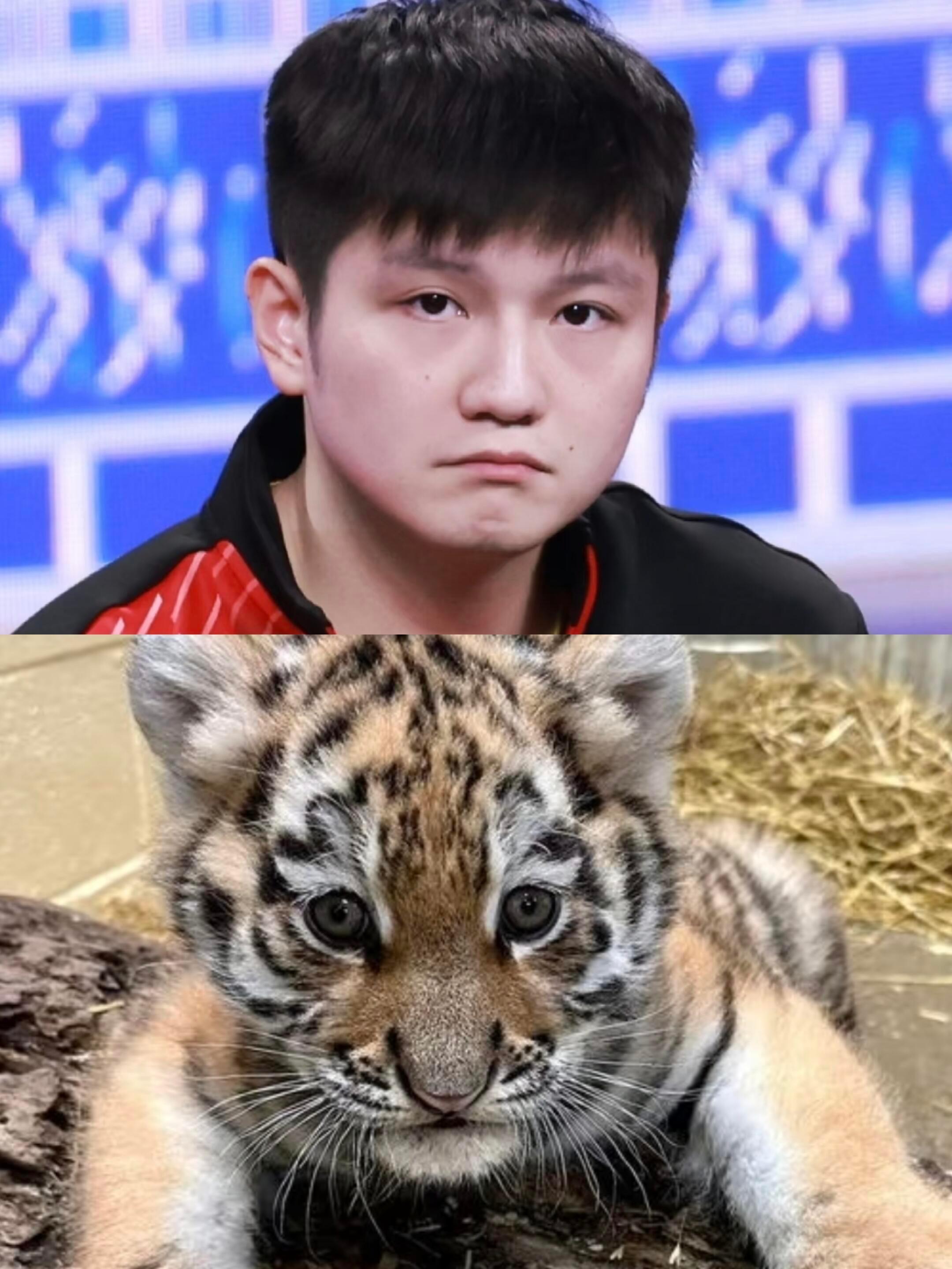 樊振东世间萌物都似他，这一次🐯🐯虎虎噻东！ 